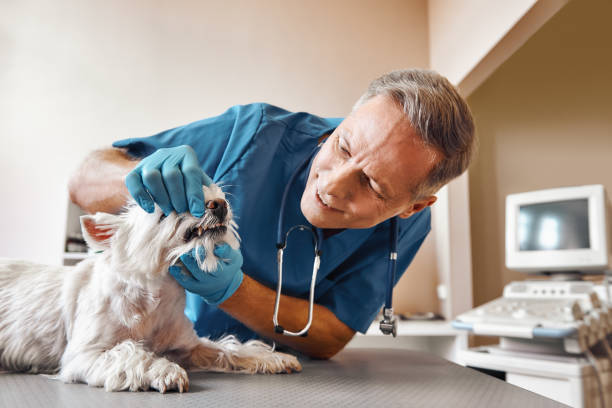 Best Emergency Denture Repair in West Point, UT